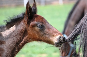 Foal